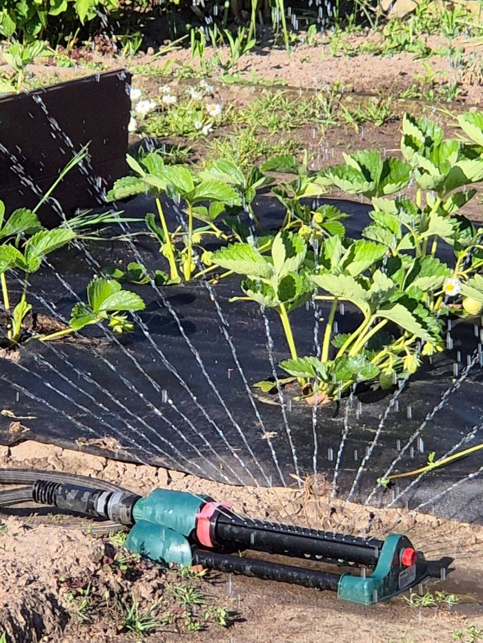 Mobiler Schwingregner bei der Gartenbewässerung vor der Winterpause
