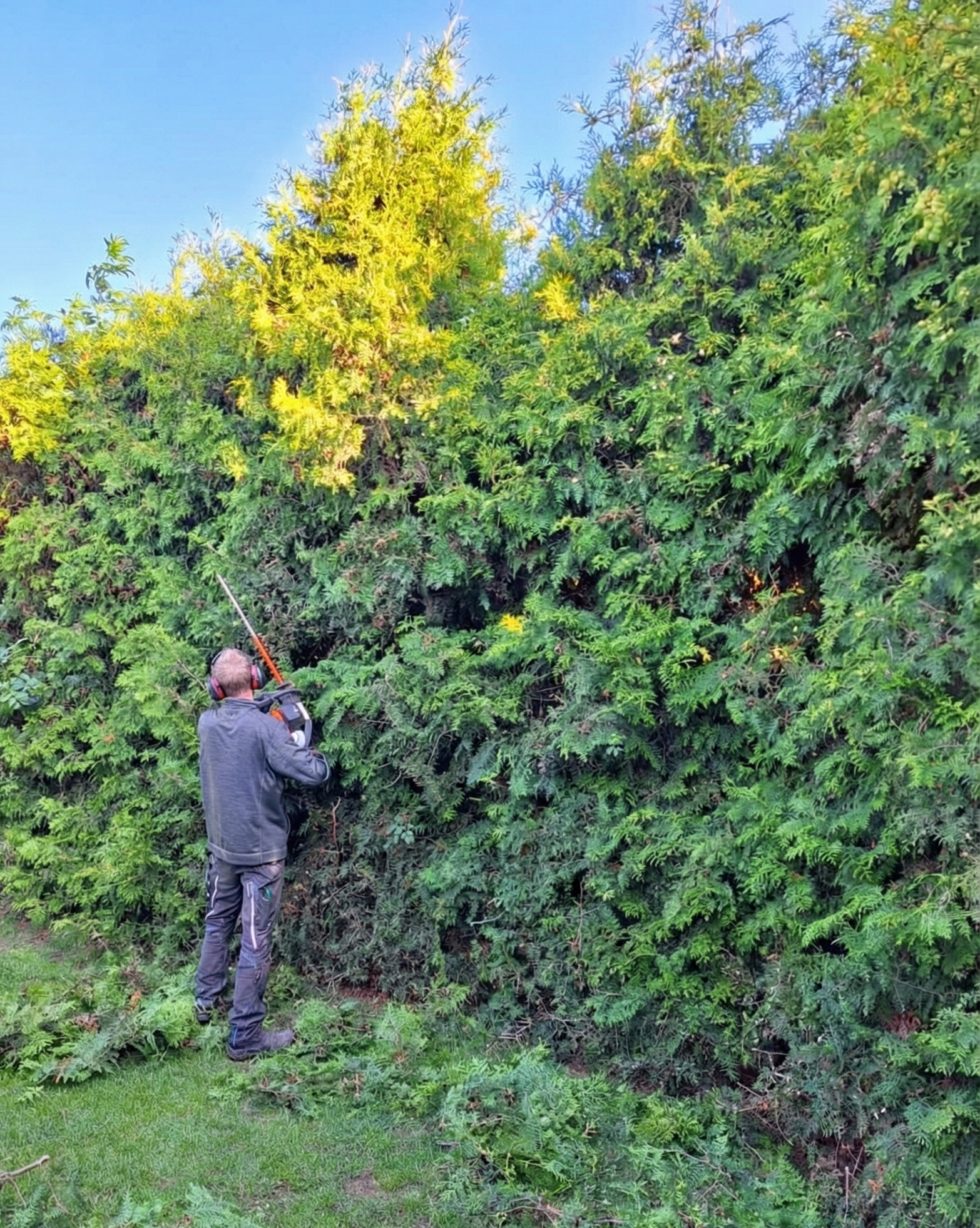 Gärtner schneidet eine hohe Hecke mit einer Benzin-Heckenschere.